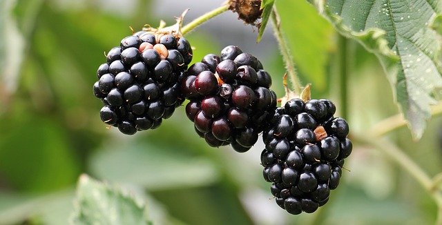 Blackberry-osakkeiden ostaminen